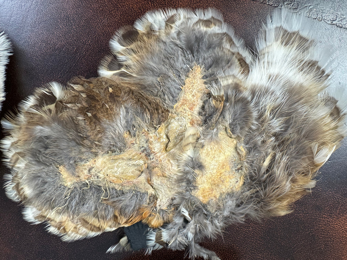 Antique Bird Skins – England, ca. 1908 – birds‑of‑paradise & little owls