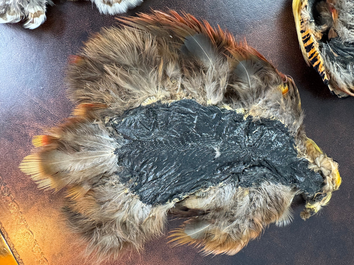 Antique Bird Skins – England, ca. 1908 – birds‑of‑paradise & little owls