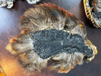 Antique Bird Skins – England, ca. 1908 – birds‑of‑paradise & little owls