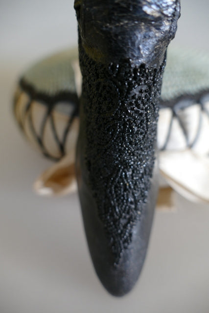 BALLY Model Shoe, ca. 1901