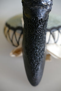 BALLY Model Shoe, ca. 1901