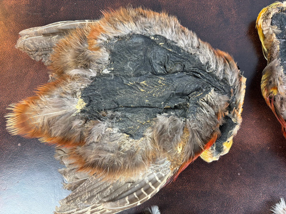 Antique Bird Skins – England, ca. 1908 – birds‑of‑paradise & little owls