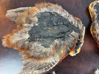 Antique Bird Skins – England, ca. 1908 – birds‑of‑paradise & little owls