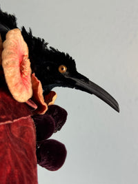 Antique Bird Hat, England, ca. 1904 – Edwardian Feather Trim Millinery